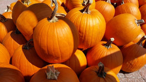 Vendor at the Keene Pumpkin Festival on Saturday October 14, 2023